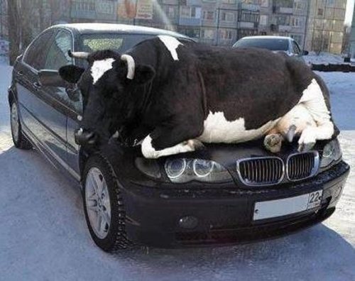 bull on car
