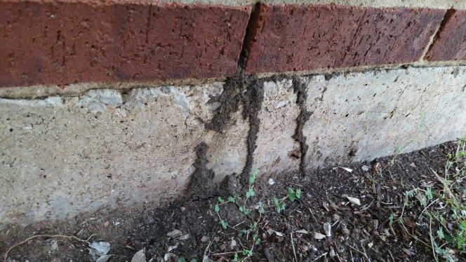 house inspection termite tubes